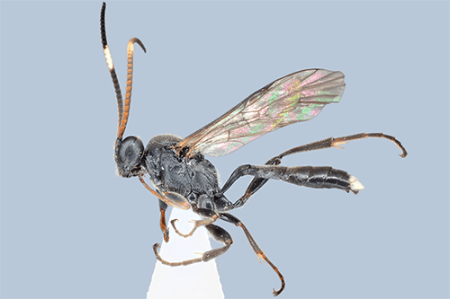 Vulgichneumon bimaculatus